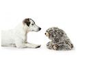 Juguete Para Perros Dog Toy Faro Bear 16 Cm COCOONING - 13093 - Miniatura 2