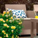 Set de Jardin Keter Elodie 2 Sillas 1 Sillon 1 Mesa Cappucci - Miniatura 4