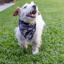 Bandana Para Mascotas Talle S Batik Azul - 0760412893293-B - Miniatura 2